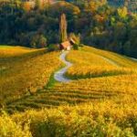 Latvian State Forest Jobs 2025